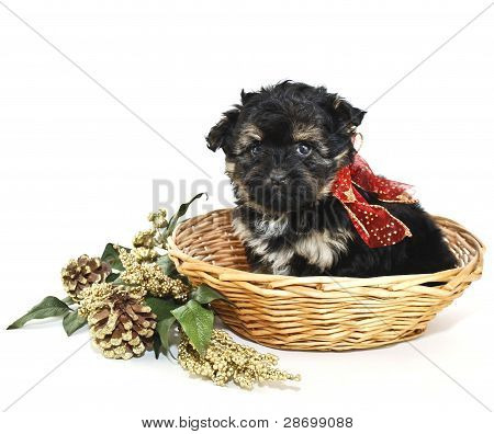 Jul valp