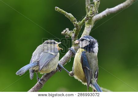 Portrait Of A Bluetit (cyanistes Caeruleus) Feeding A Young Bluetit