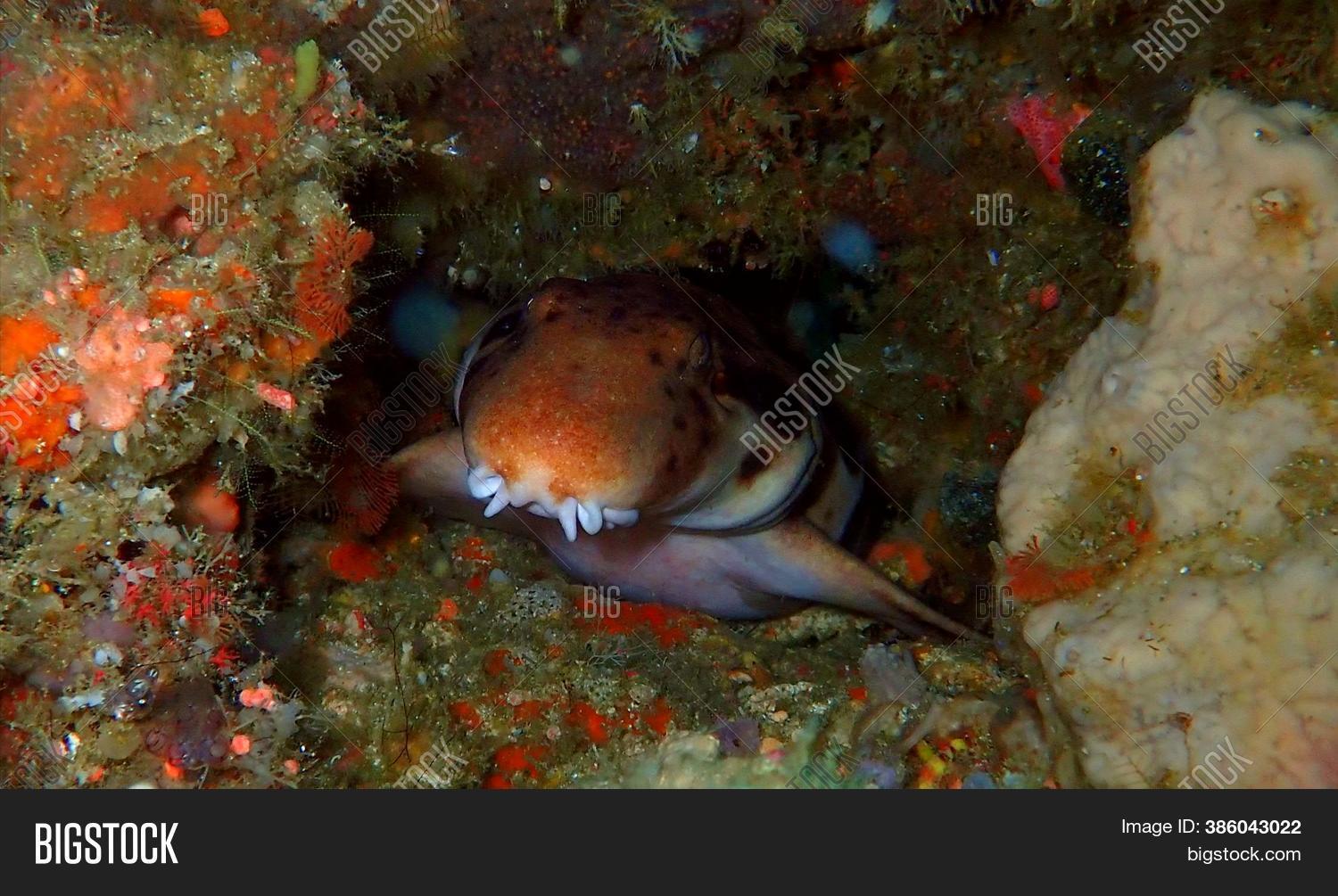 Epaulette Shark Hiding Image & Photo (Free Trial) Bigstock