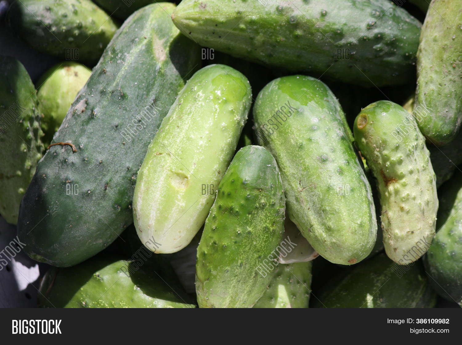 Ripe Cucumbers, Shot Image & Photo (Free Trial) Bigstock