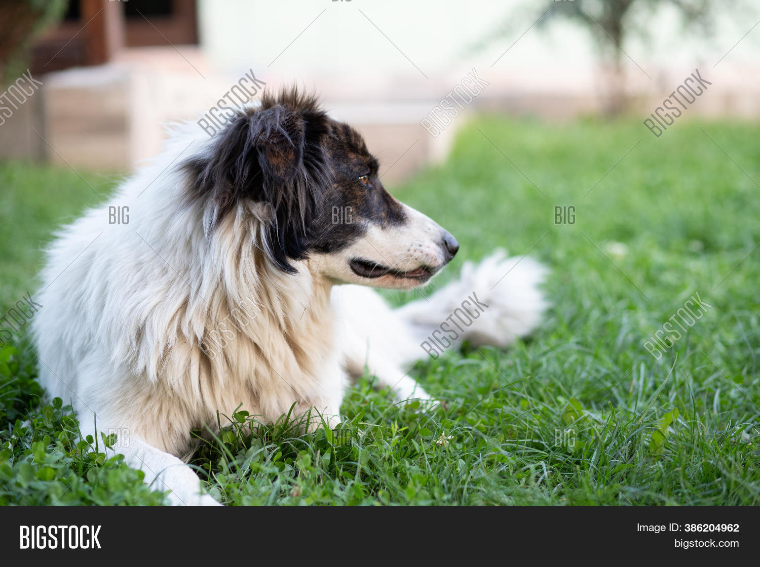 White Dog Sitting Image & Photo (Free Trial) Bigstock