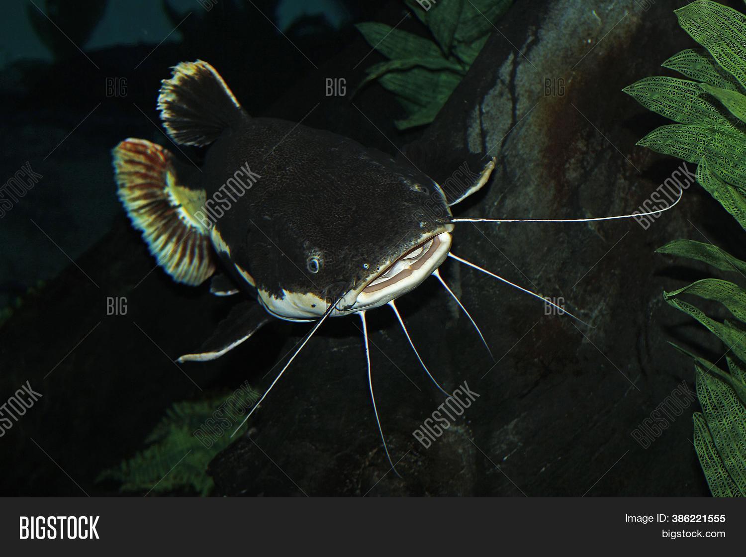 Redtail Catfish, Image & Photo (Free Trial) Bigstock