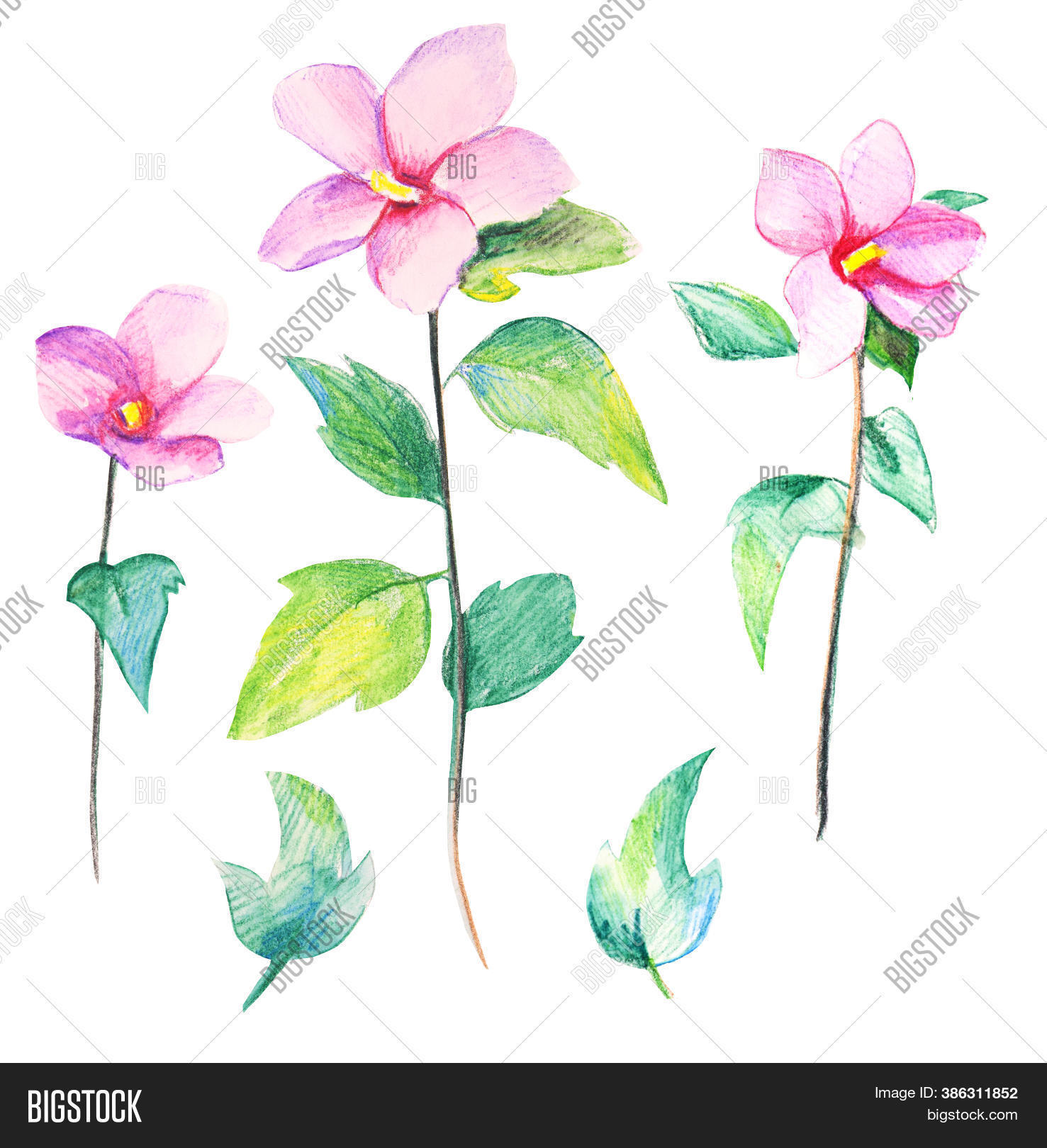 Watercolor Flowers Image & Photo (Free Trial) Bigstock