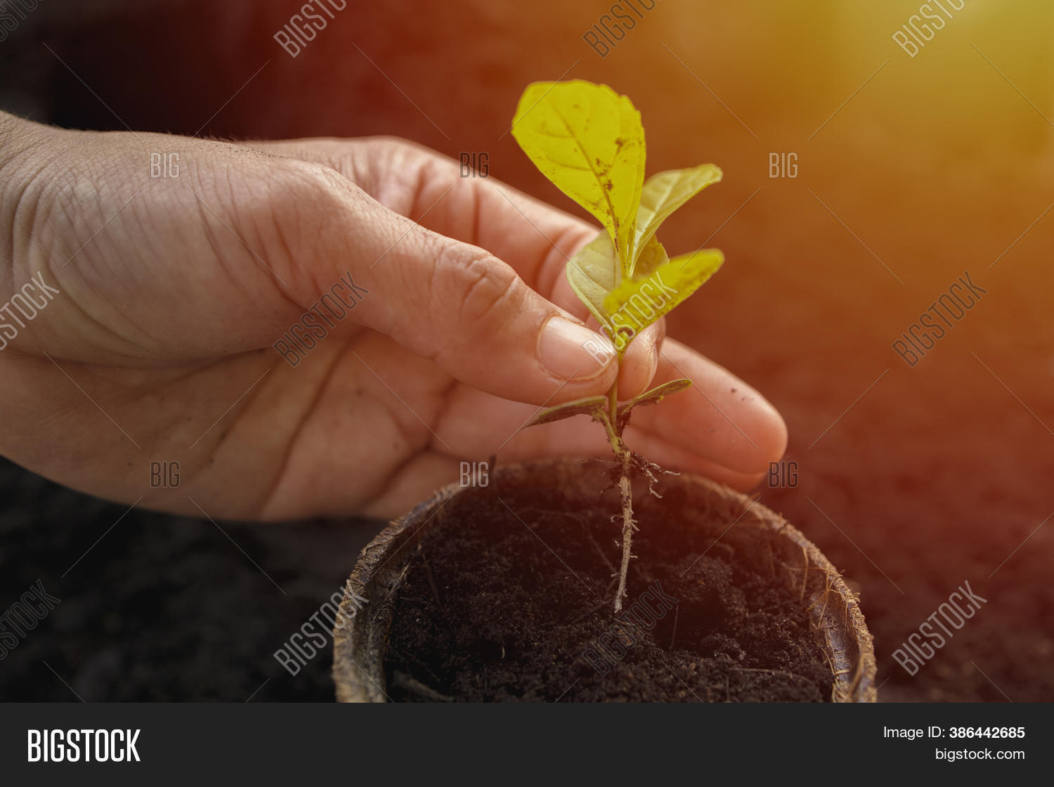 Sapling Tree Growing Image & Photo (Free Trial) Bigstock