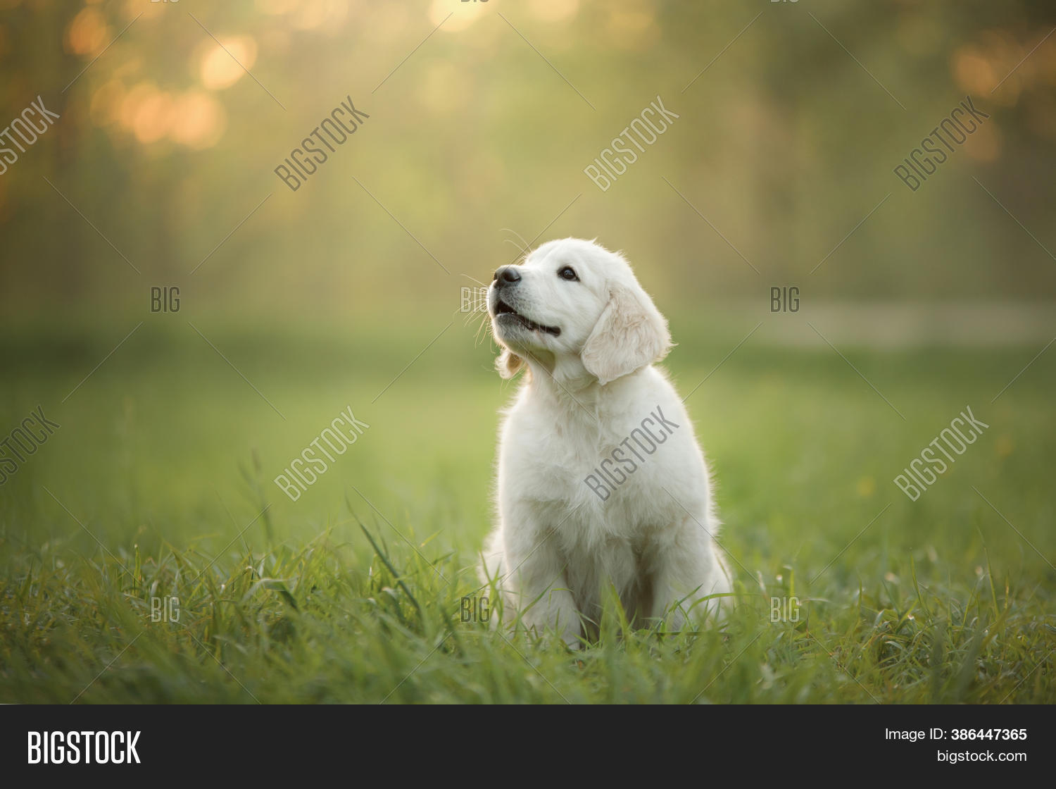 Golden Retriever Puppy Image Photo Free Trial Bigstock Golden Retriever Puppy Image Photo Free Trial Bigstock
