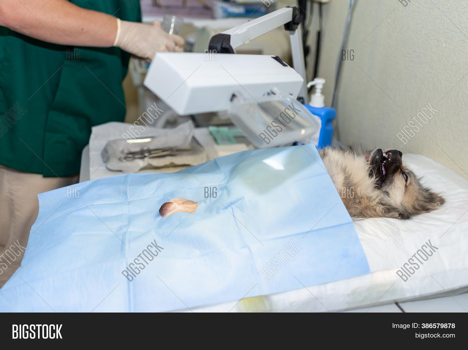 Dog Under Anesthesia Image & Photo (Free Trial) Bigstock
