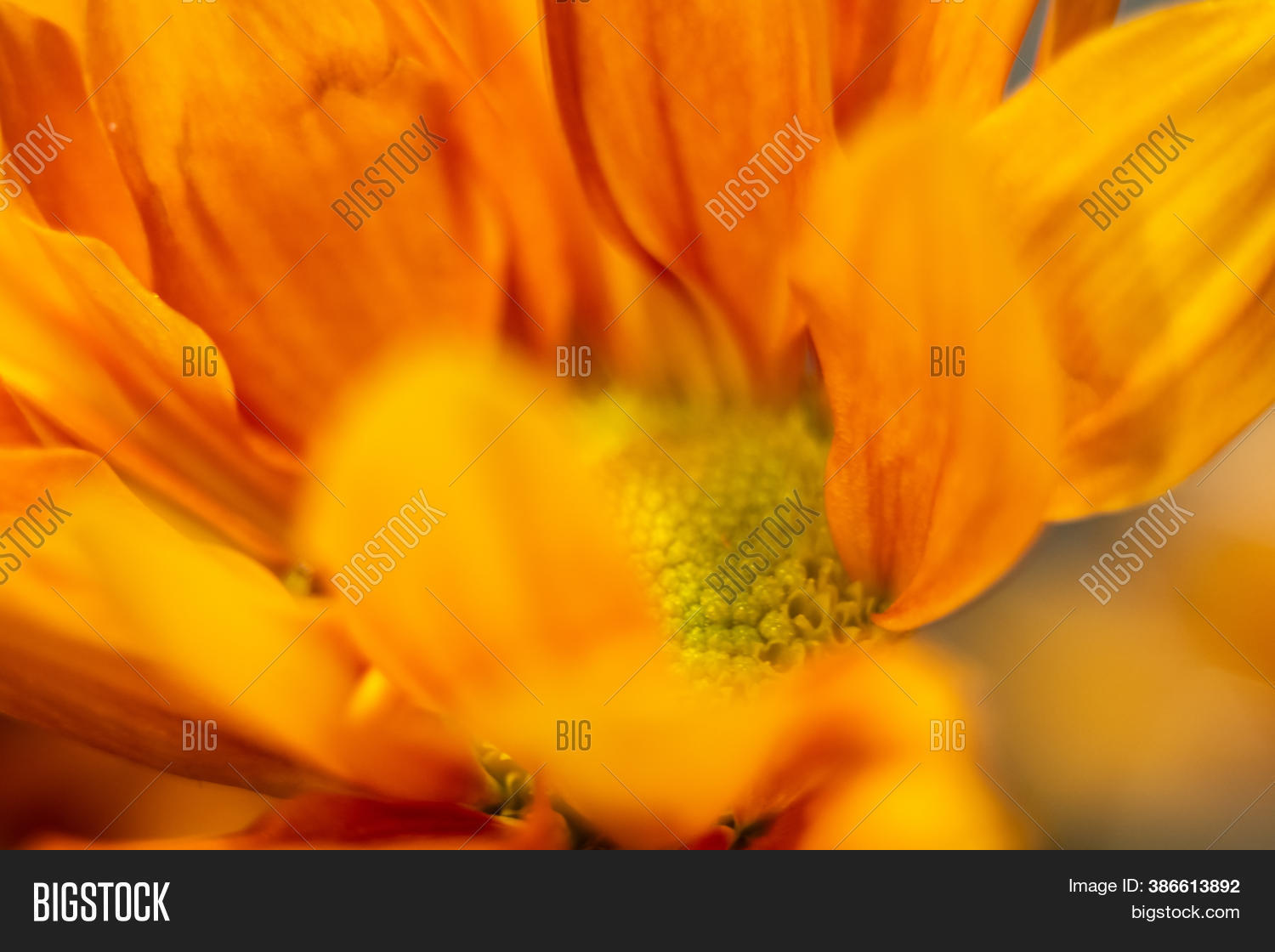 Orange Yellow Daisy Image & Photo (Free Trial) Bigstock