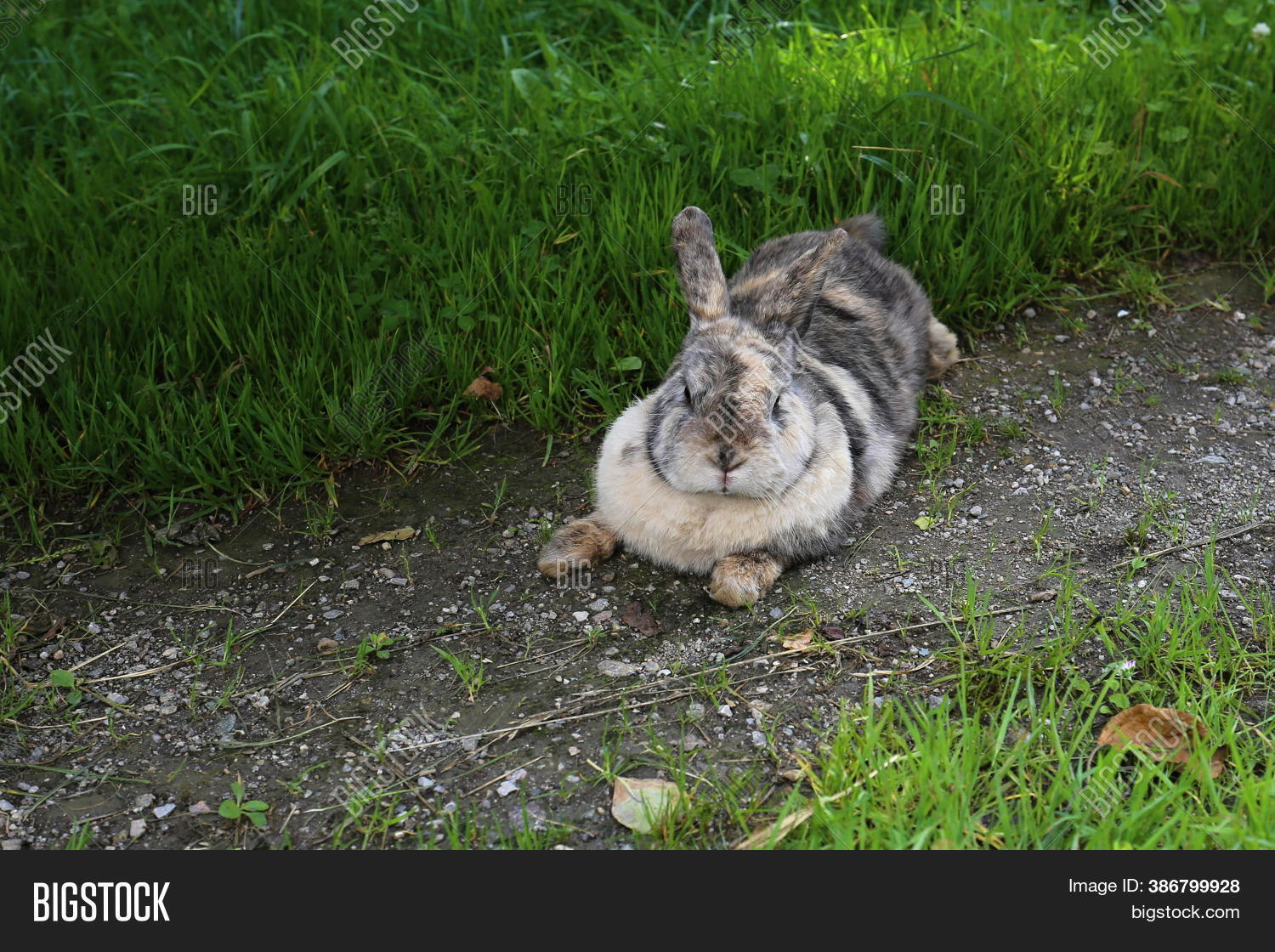Rabbit Laying On Path Image & Photo (Free Trial) Bigstock