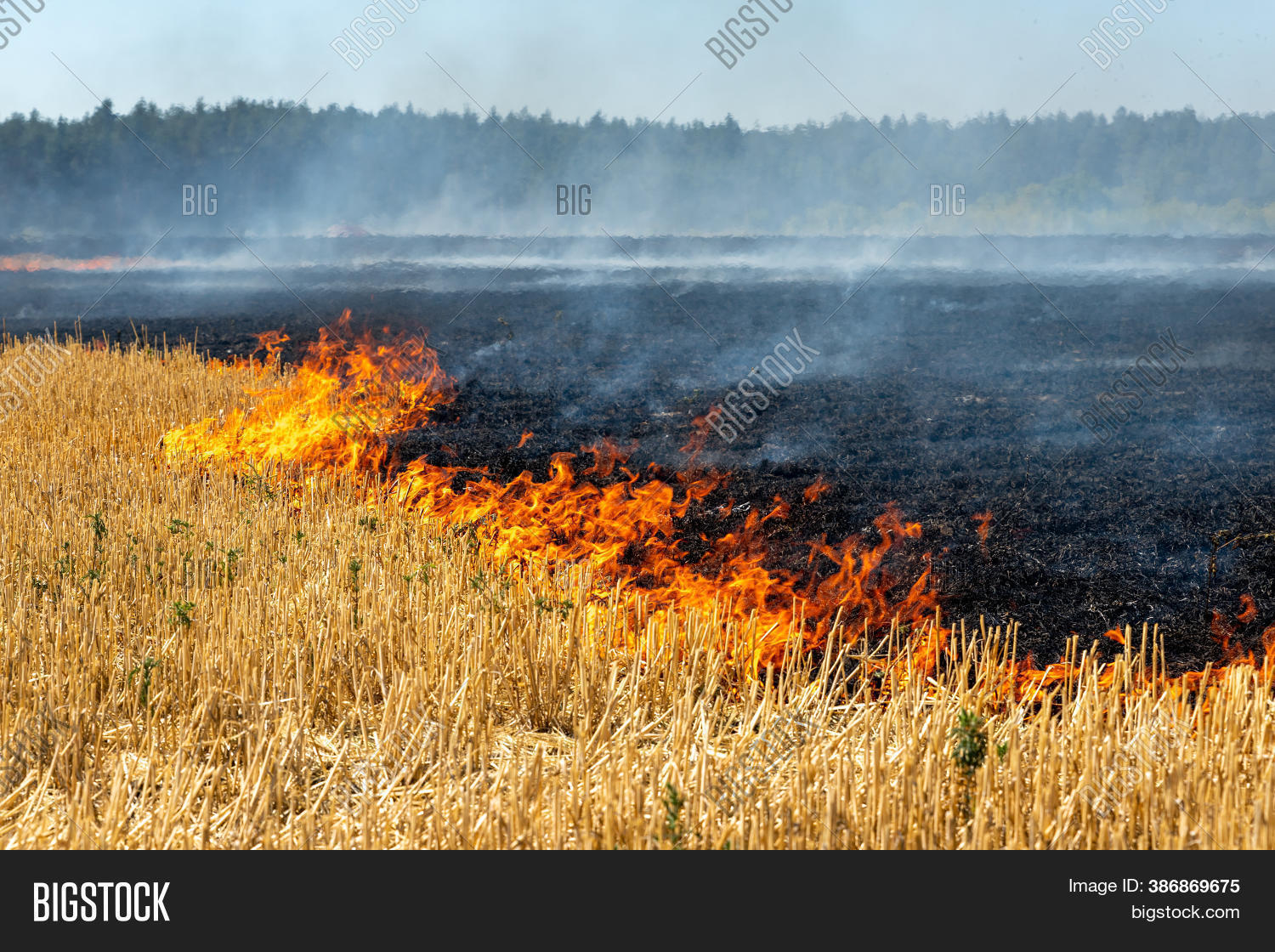 Wildfire On Wheat Image & Photo (Free Trial) Bigstock