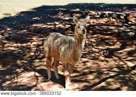 A Beautiful And Funny Brown Lama Smile On A Farm In Australia
