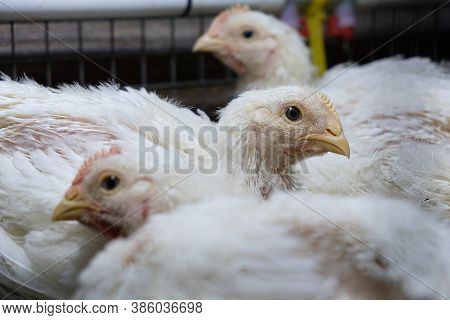The Brazen Look Of A Broiler Chicken