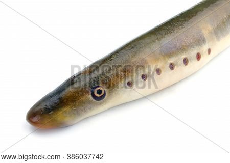 River Lamprey, Isolated On A White Background, A Species Of Predatory Jawless Fish In The Family Lam