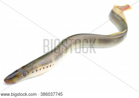 River Lamprey, Isolated On A White Background, A Species Of Predatory Jawless Fish In The Family Lam