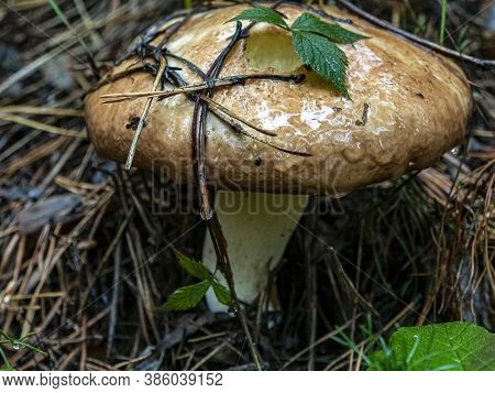 Edible Mushroom With The Latin Name Russula Foetens Grows In The Forest