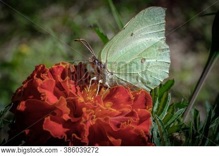 A White Butterfly Sits And Feeds On Nectar On An Orange Marigold Flower