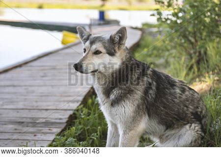wolf-like dog in nature, watchdog or hunting dog
