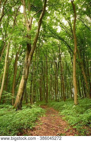 Forest Pathway In The Briukhovychi Summertime Woodland. Relaxing Walk In The Tranquil Green Woods Ne