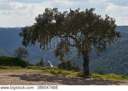 Beautiful Olive Tree In Pulo Do Lobo Waterfall With River Guadiana In Mertola Alentejo, Portugal