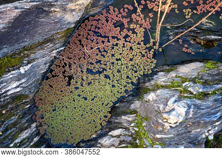 Natural Pond With Green And Red Water Plants In Pulo Do Lobo Waterfall In Mertola, Portugal At Sunse