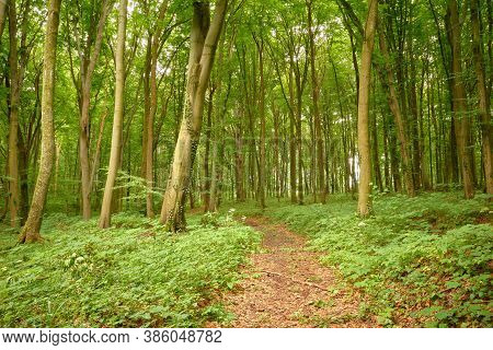 Path In The Green Woods. Incredible Hiking Forest Trail In The Briukhovychi Fairy Woodland. Lviv's S