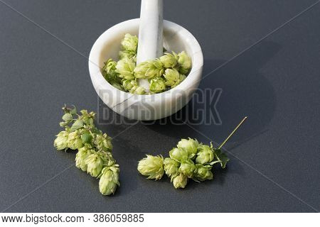 Fresh Green Hops A Component For Brewing Beer