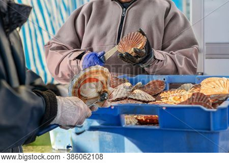 Women Open And Clean Scallops For Sale At The Fair Of Herring And Scallop Shell.
