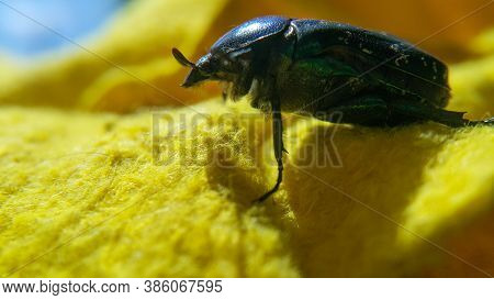 Green June Beetle. Selective Focusing On The Beetle's Head. Insects Close-up.