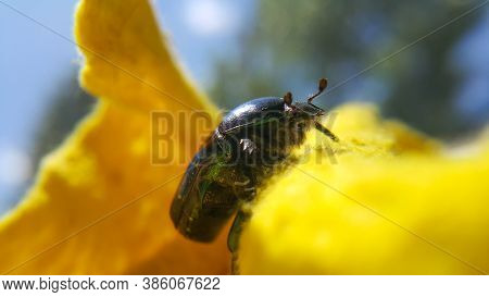 Green June Beetle. Selective Focusing On The Beetle's Head. Insects Close-up.