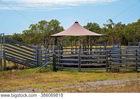 Steel Cattle Yards With A Shade Umbrella To Protect The Cows
