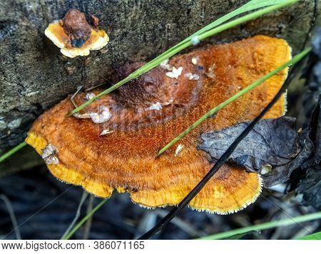Bright Orange Tinder Mushroom, With The Latin Name Polyporaceae, Macro