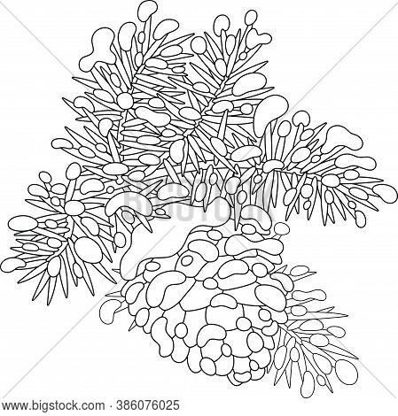Cone Hanging On A Snow-covered Prickly Branch, Black And White Outline Vector Cartoon Illustration F
