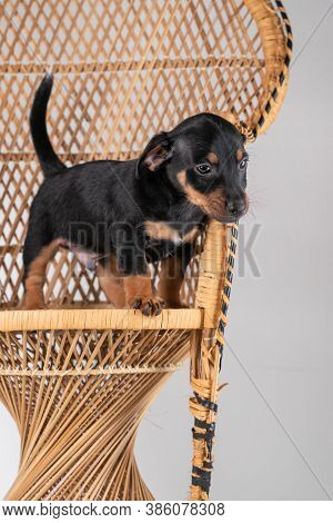 A Portrait Of A Cute Jack Russel Terrier Puppy, Standing On Hind Legs On A Rattan Chair, Isolated On