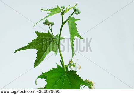 A Flowering Plant Of A Fan Leaf Mallow Or Sida Hermaphrodita