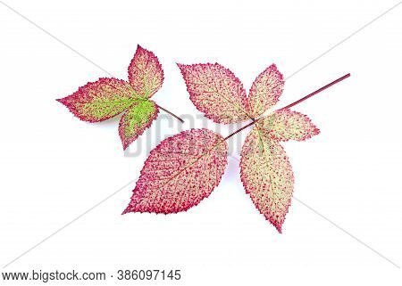 Leaves Of Blackberry Isolated On A White Background. Autumn Leaf Of Blackberry. Red Leaves