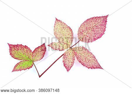 Leaves Of Blackberry Isolated On A White Background. Autumn Leaf Of Blackberry. Red Leaves