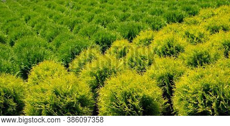 Holmstrup. Nursery For Cedar. Natural Green Conifer Thuja Planting Garden Outdoor.