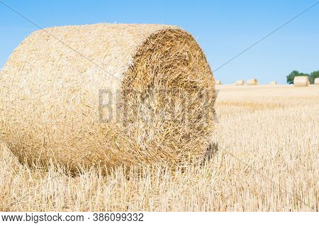 Haystack Rolls On Agriculture Field Landscape In Autumn. Haystack Harvesting Field. Agriculture Hays