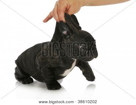 淘气的小狗-法国斗牛犬小狗正在被拾取的颈背上白色 bac 孤立的脖子