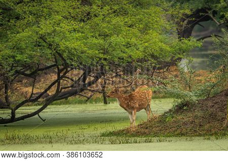 Spotted Or Chital Or Cheetal Or Chital Deer Or Axis Axis In Natural Green Background At Keoladeo Nat