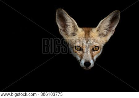 White Footed Fox Or Desert Fox Face In Isolated Black Background At Desert National Park Jaisalmer R