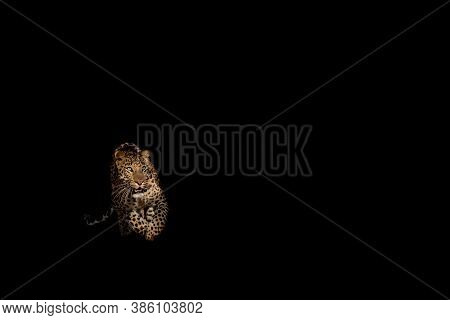 Wild Male Leopard Walking In Forest In Isolated Black Background - Panthera Pardus Fusca