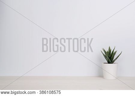 Mini Plant Succulent On Wooden White Desk, Little Plant And Leaf In Potted On Table, Copy Space, Nob
