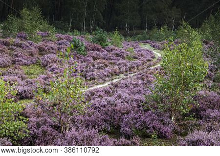 Winding Path Through Field Of Flowering Heather In The Veluwe National Park In The Municipality Of N