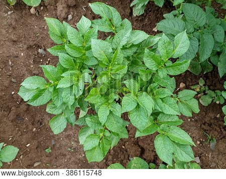 Photo Of Growing Potato Plant In The Field - Stock Photo