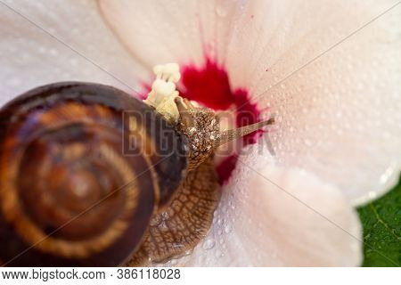 Large Snails Crawl Over A White Hibiscus Flower. Burgud, Grape Or Roman Edible Snail From The Helici