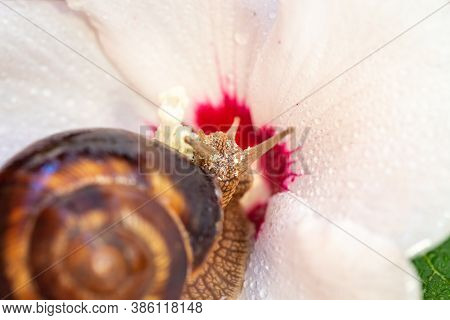 Large Snails Crawl Over A White Hibiscus Flower. Burgud, Grape Or Roman Edible Snail From The Helici