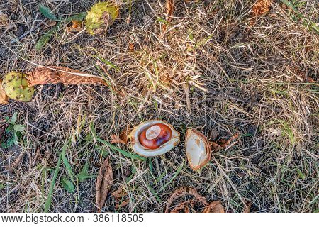 Closeup Of The Soil Under A Chestnut Tree In The Fall Season. Fallen Dried Leaves, An Open Chestnut 