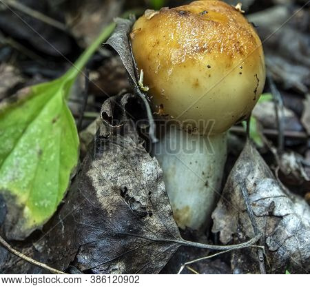 Young Edible Mushroom With The Latin Name Russula Foetens Grows In The Forest