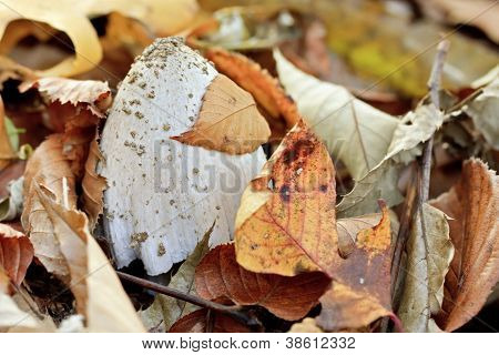 Un fungo (Coprinopsis atramentaria)