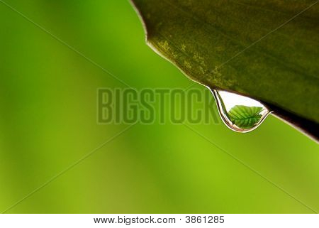 Regen Drops